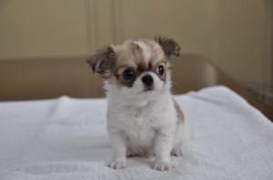 チワワ ロングコート 小ぶり オス こいぬ チワワ ロングコート ブリーダー 子犬販売の専門店 AngelWan 横浜市 港南区 栄区