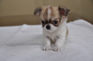 チワワ 仔犬 ブリーダー直販 チワワ ロングコート ブリーダー 子犬販売の専門店 AngelWan 山梨 静岡 長野