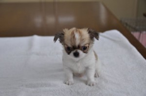 チワワ 日本全国対応可能 小ぶり チワワ ロングコート ブリーダー 子犬販売の専門店 AngelWan 神奈川県 東京都内