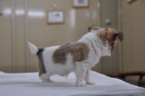 チワワ パピー ロング チワワ ロングコート ブリーダー 子犬販売の専門店 AngelWan 横浜 ペットショップ