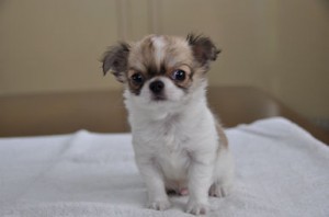 チワワ 血統優秀 仔犬 チワワ ロングコート ブリーダー 子犬販売の専門店 AngelWan チャンピオン直子