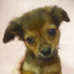 チワックスの子犬 レッド チワックス ブリーダー 子犬販売の専門店 AngelWan 横浜