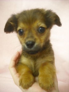 チワワ ダックスフンド MIX 子犬 チワックス ブリーダー 子犬販売の専門店 AngelWan 茅ヶ崎 藤沢 小田原 鎌倉