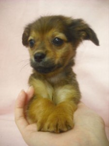 チワックス ミックス 仔犬 チワックス ブリーダー 子犬販売の専門店 AngelWan MIX ハーフ デザインドッグ