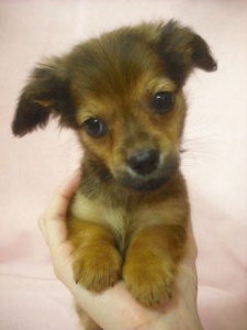 チワックス ブリーダー MIX犬 チワックス ブリーダー 子犬販売の専門店 AngelWan 雑種 神奈川県 ミックス