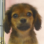 チワックス　ブリーダー　子犬販売の専門店　AngelWan　横浜