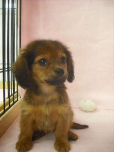 チワックス　ブリーダー　子犬販売の専門店　AngelWan　横浜　MIX　ハーフ犬　雑種