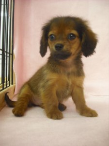 チワックス　ブリーダー　子犬販売の専門店　AngelWan　東京　山梨　静岡　長野　神奈川