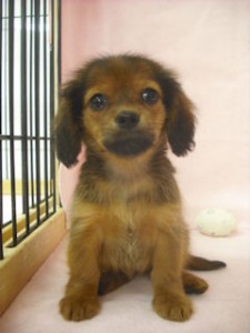 チワックス　ブリーダー　子犬販売の専門店　AngelWan横浜　ミックス　ハーフ　デザインドッグ