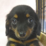 チワックス　ブリーダー　子犬販売の専門店　AngelWan　横浜