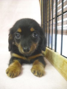 チワックス　ブリーダー　子犬販売の専門店　AngelWan　横浜　小型犬　ミックス　雑種