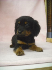 チワックス　ブリーダー　子犬販売の専門店　AngelWan　横浜市　戸塚区　中区　港南区