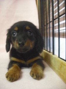 チワックス　ブリーダー　子犬販売の専門店　AngelWan　神奈川　東京　千葉　埼玉　MIX