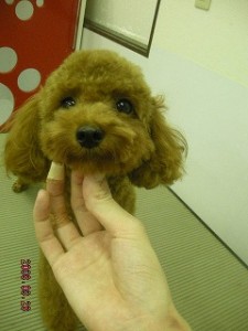 ティーカッププードル パパ 1.7~1.8kg ティーカッププードル ブリーダー 子犬販売の専門店 AngelWan 横浜