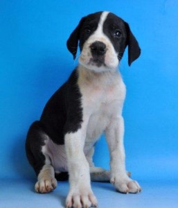 グレートデン 神奈川県 ペットショップ グレート・デーン ブリーダー 子犬販売の専門店 AngelWan 藤沢 鎌倉 逗子 茅ヶ崎