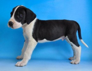 グレートデン ドイツ系 ブリーダー グレート・デーン ブリーダー 子犬販売の専門店 AngelWan 東京 秋田 青森 山梨