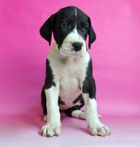 グレート・デーン　ブリーダー　子犬販売の専門店　AngelWan　神奈川　静岡　山梨　長野