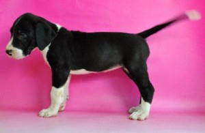 グレート・デーン　ブリーダー　子犬販売の専門店　AngelWan　秋田　山形　青森　群馬