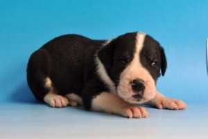 グレートデン ドイツタイプ グレートデーン ブリーダー 子犬販売の専門店 AngelWan 長野 山梨 静岡 神奈川