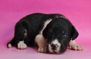 グレートデーン　ブリーダー　子犬販売の専門店　AngelWan　東京　神奈川　千葉　埼玉