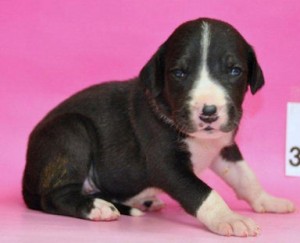 グレートデン こいぬ ブリーダー グレートデーン ブリーダー 子犬販売の専門店 AngelWan 日本全国対応可能 空輸