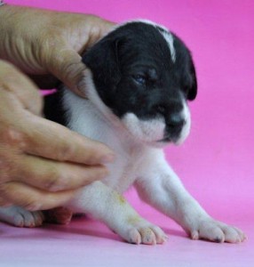 グレートデーン　ブリーダー　子犬販売の専門店　AngelWan　秋田県　北海道　神奈川県