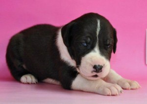 グレートデーン　ブリーダー　子犬販売の専門店　AngelWan　横浜　全国対応　ANA空輸