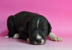 グレートデン こいぬ ペット グレートデーン ブリーダー 子犬販売の専門店 AngelWan 横浜 藤沢 茅ヶ崎 鎌倉