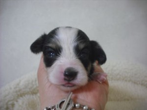 パピヨン　ブリーダー　子犬販売の専門店　AngelWan　静岡　山梨　長野　神奈川