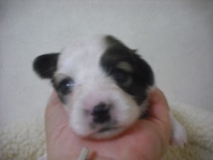 パピヨン ブリーダー 子犬直販 パピヨン ブリーダー 子犬販売の専門店 AngelWan 全国発送可能 空輸 陸送