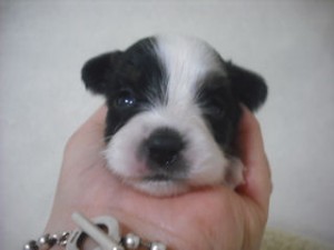 パピヨン　ブリーダー　子犬販売の専門店　AngelWan　神奈川　東京都内　千葉　埼玉