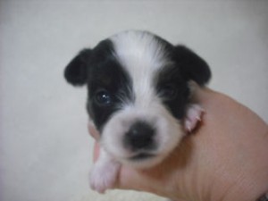 パピヨン　ブリーダー　子犬販売の専門店　AngelWan　静岡県　長野県　山梨県