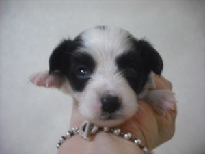 パピヨン　ブリーダー　子犬販売の専門店　AngelWan　小田原市　横須賀市　相模原市