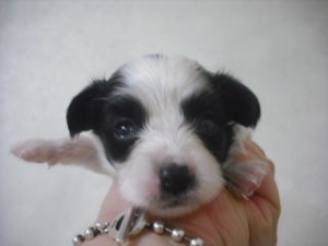 パピヨン　ブリーダー　子犬販売の専門店　AngelWan　日本全国　ＪＫＣ　血統書　