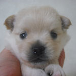 ＭＩＸ　ブリーダー　子犬販売の専門店　ＡｎｇｅｌＷａｎ　横浜