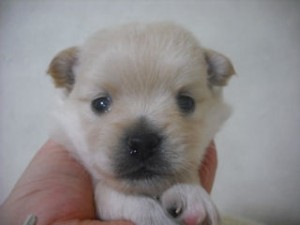 ＭＩＸ　ブリーダー　子犬販売の専門店　ＡｎｇｅｌＷａｎ　横浜市　戸塚区　泉区　港南区