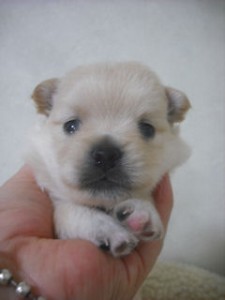ミックス　ブリーダー　子犬販売の専門店　ＡｎｇｅｌＷａｎ　横浜　雑種　相模原　ハーフ