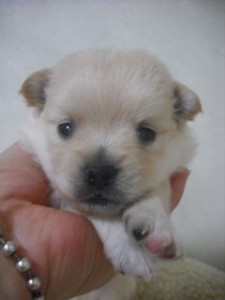 ＭＩＸ　ブリーダー　子犬販売の専門店　ＡｎｇｅｌＷａｎ　山梨　静岡　長野　東京　神奈川