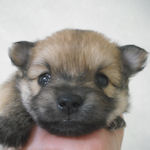 ミックスの子犬 オレンジ MIX ブリーダー 子犬販売の専門店 AngelWan 横浜