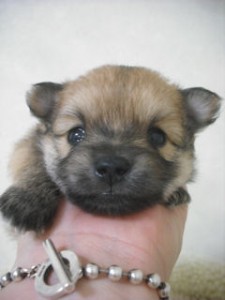 チワワ ポメラニアン 子犬 雑種 MIX ブリーダー 子犬販売の専門店 AngelWan 神奈川 東京 千葉 埼玉 静岡 山梨