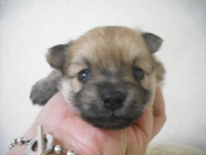 ポメラニアン チワワ ミックス 出産 MIX ブリーダー 子犬販売の専門店 AngelWan デザインドッグ ハーフ