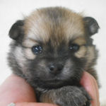 ミックス　ブリーダー　子犬販売の専門店　AngelWan　横浜