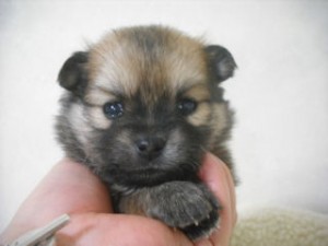 ミックス　ブリーダー　子犬販売の専門店　AngelWan　横浜　室内犬　全国対応