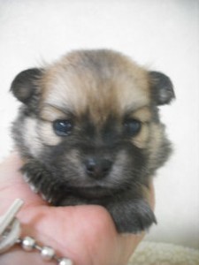 ミックス　ブリーダー　子犬販売の専門店　AngelWan　東京都内　ペットショップ　神奈川