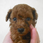 ティーカッププードルの子犬 レッド ティーカッププードル ブリーダー 子犬販売の専門店 AngelWan 横浜