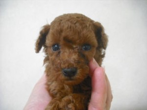 ティーカッププードル 2kg以下予想 ティーカッププードル ブリーダー 子犬販売の専門店 AngelWan 横浜市 東京都