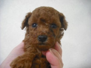 ティーカッププードル こいぬ ティーカッププードル ブリーダー 子犬販売の専門店 AngelWan 静岡 山梨 長野