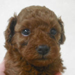 ティーカッププードルの子犬 レッド ティーカッププードル ブリーダー 子犬販売の専門店 AngelWan 横浜