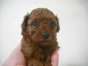 ティーカッププードル メス ブリーダー直販 ティーカッププードル ブリーダー 子犬販売の専門店 AngelWan 横浜市 戸塚区
