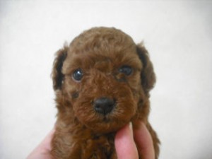 ティーカッププードル 全国対応可能 ティーカッププードル ブリーダー 子犬販売の専門店 AngelWan 神奈川県